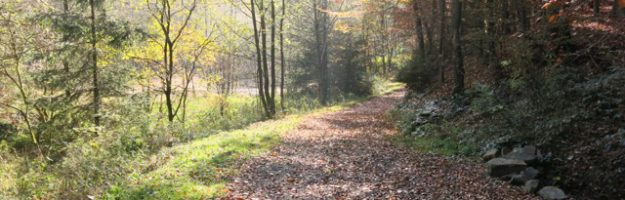 Herbstlicher Waldweg bei Radevormwald